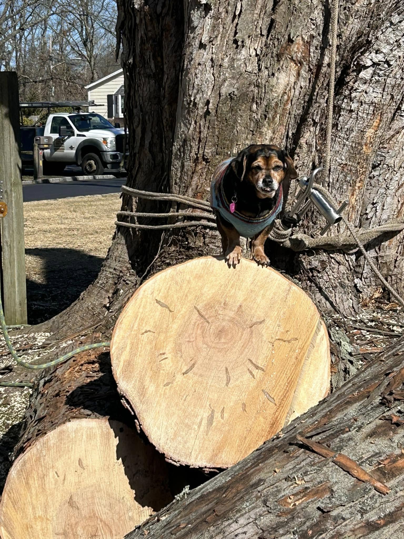 Capri standing on an oak log with a stainless Port-A-Wrap friction rigging device