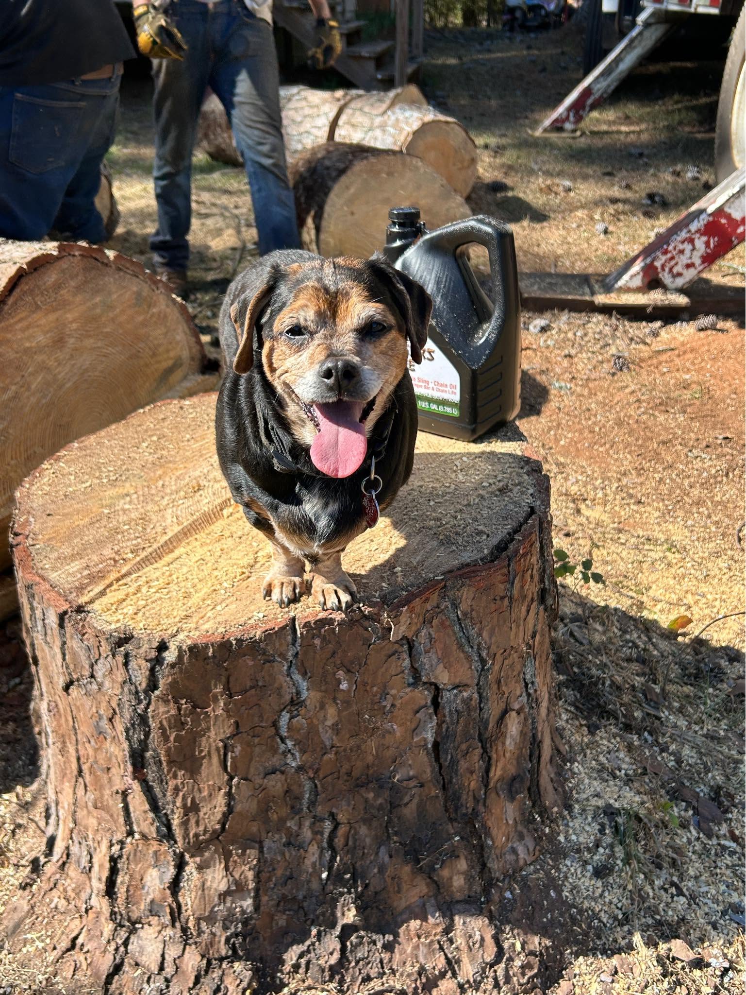 Capri sitting on a freshly cut pine stump next to a jug of bar and chain oil