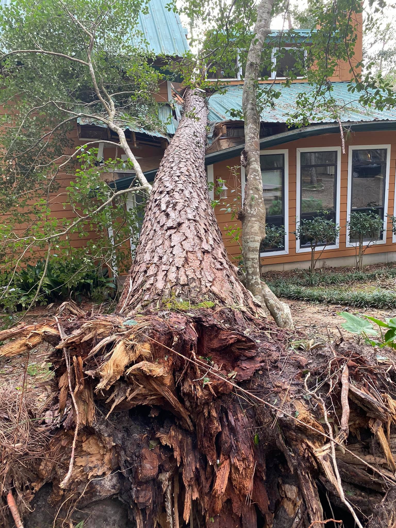 Massive uprooted pine root ball leaning into house roof